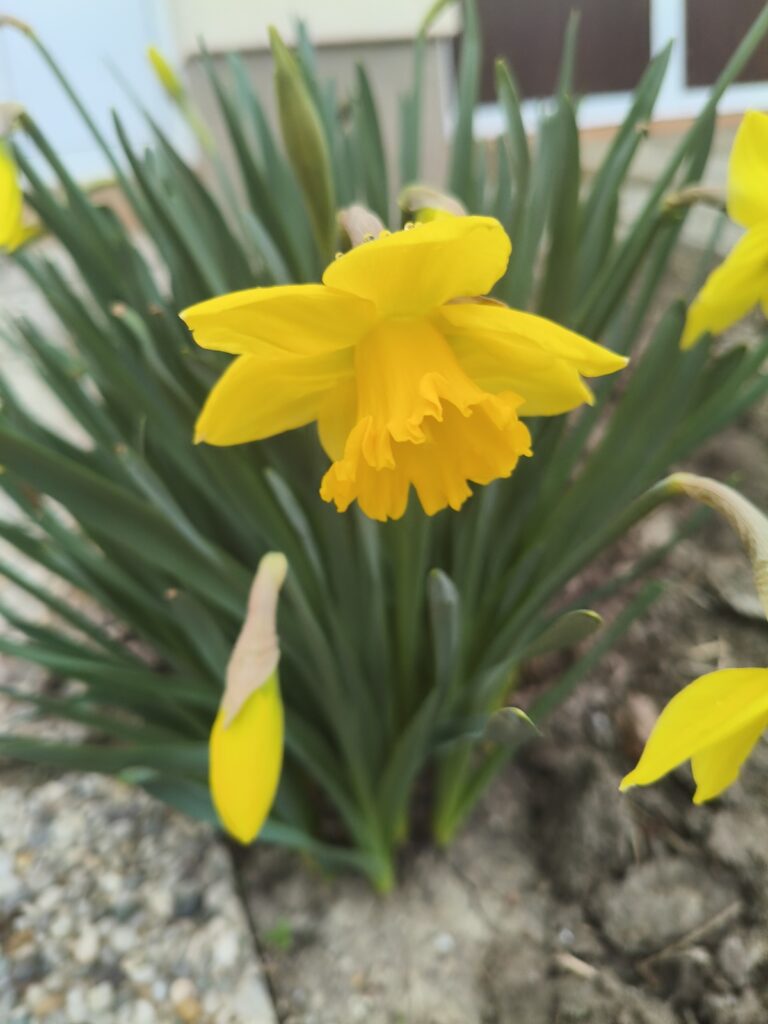 Obilježavanje Međunarodnog dana žena u Samoboru